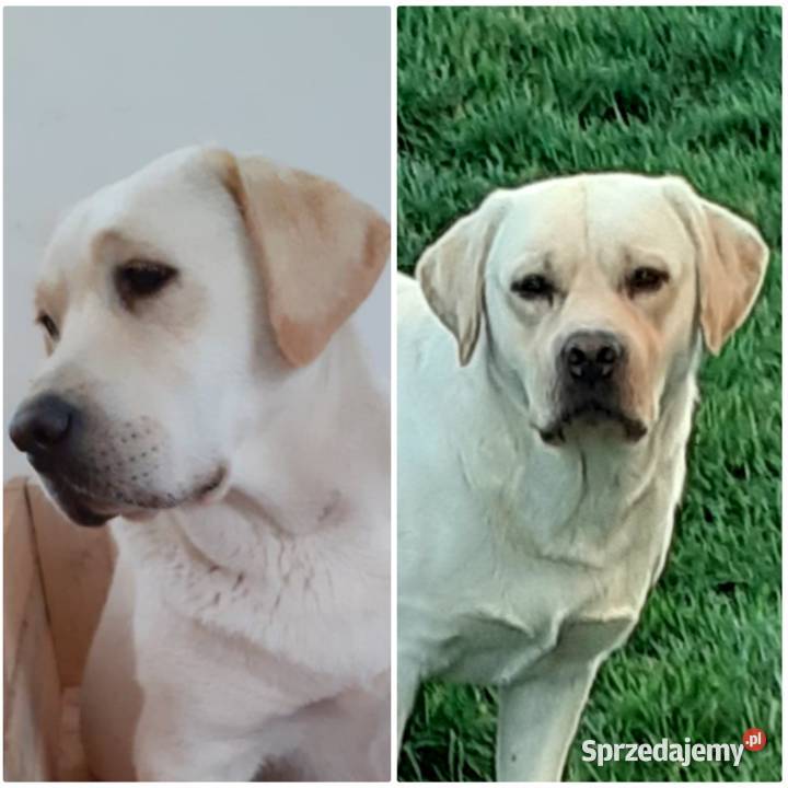 Labrador retriever biszkoptowy Iłża