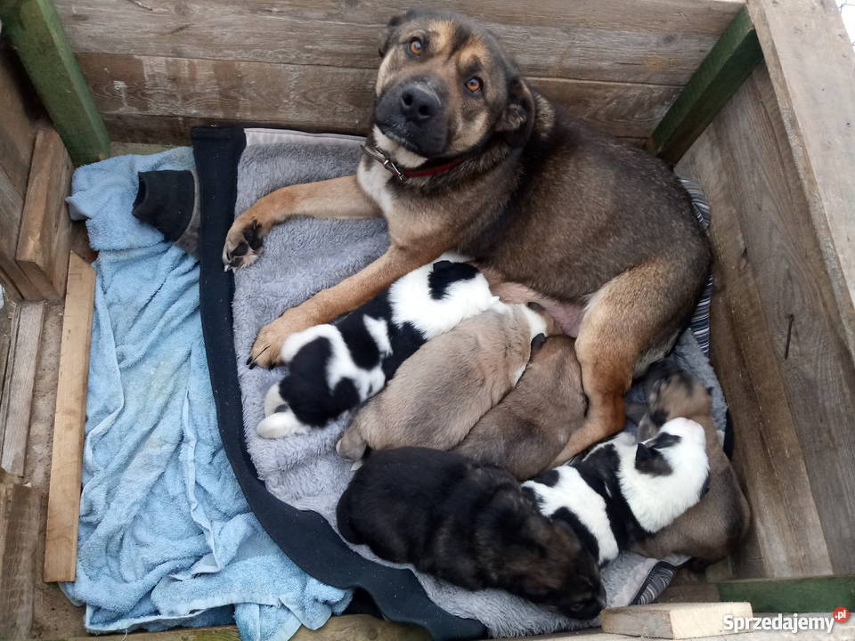 Sympatyczne pieski szukają domu mazowieckie Tarczyn