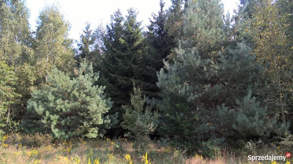 Działka Rolna położona w otulinie Bolimowskiego mazowieckie Sokule sprzedam