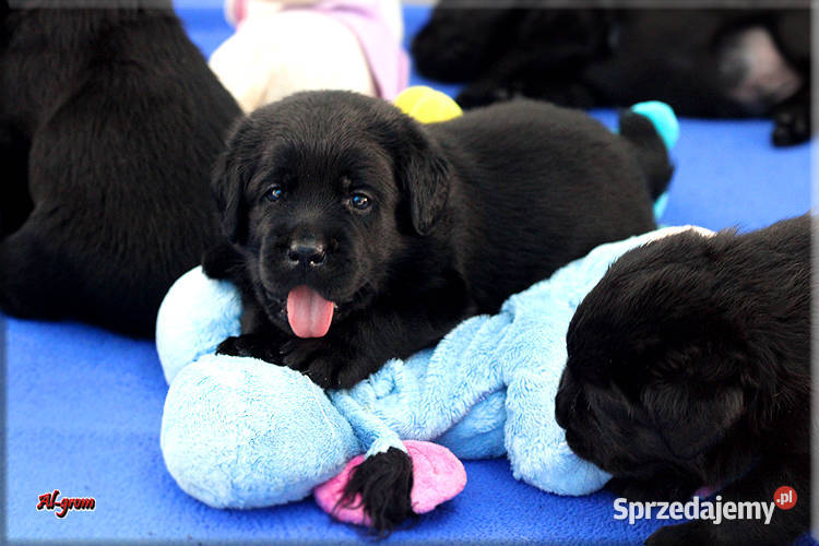 Czarne szczenięta rasy Labrador Retriever Chynów