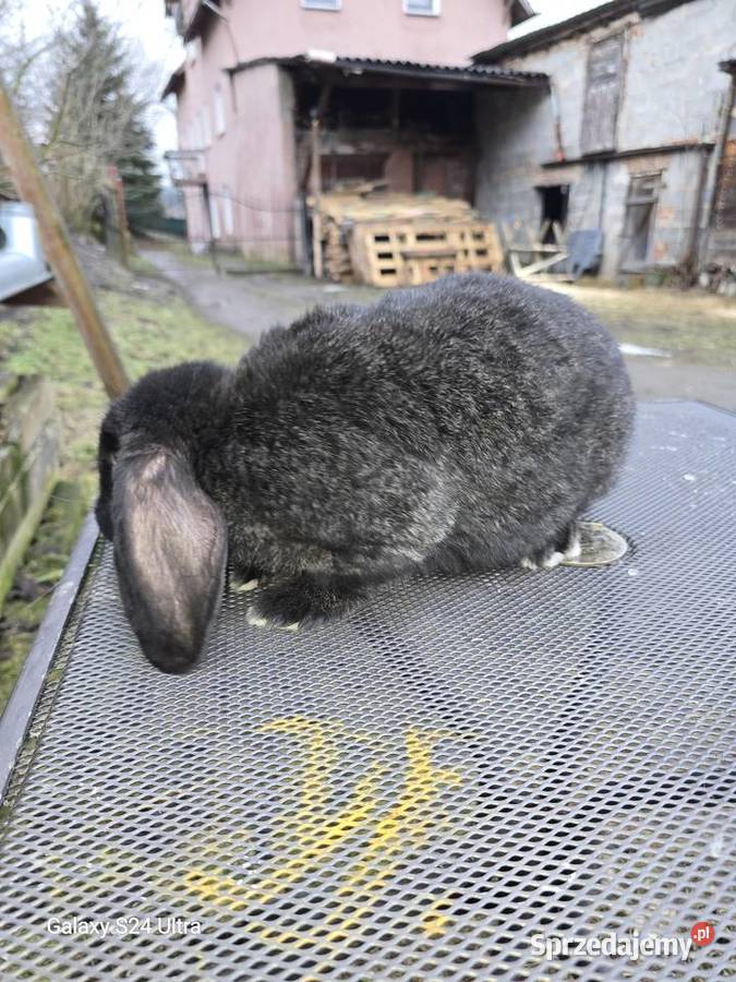 Króliki belgijskie i barany francuskie Pławna Górna sprzedam