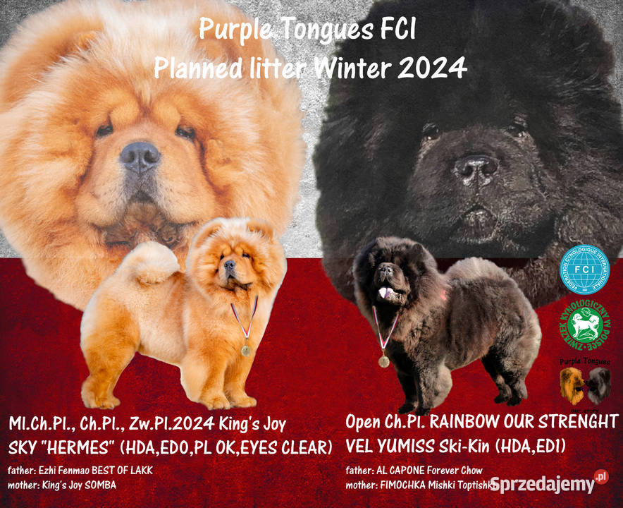 Chowchow z rodowodem badanych rodzicach Oświęcim sprzedam