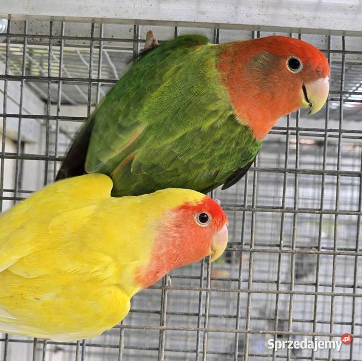 Nierozłączka czerwonoczelna młoda do oswojenia i Wrocław