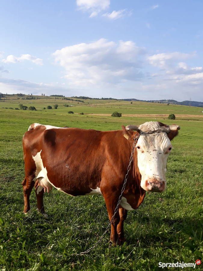 Krowa cielna Nowy Targ