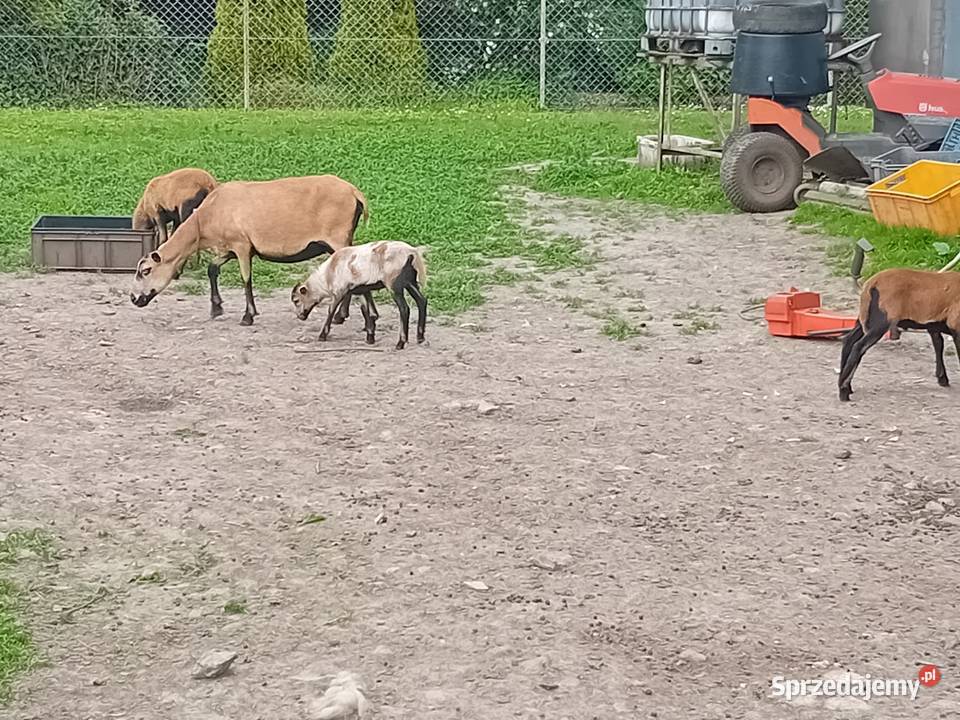 Owce barany kameruńskie Owce małopolskie