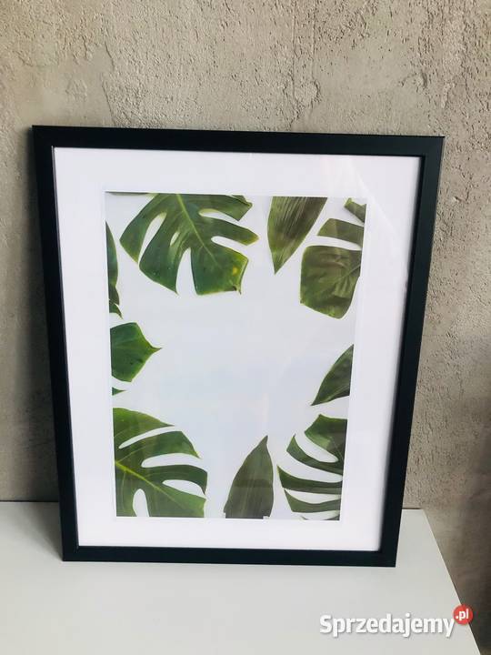 Obraz plakat liście zielony tropikalny natura 42 Łódź