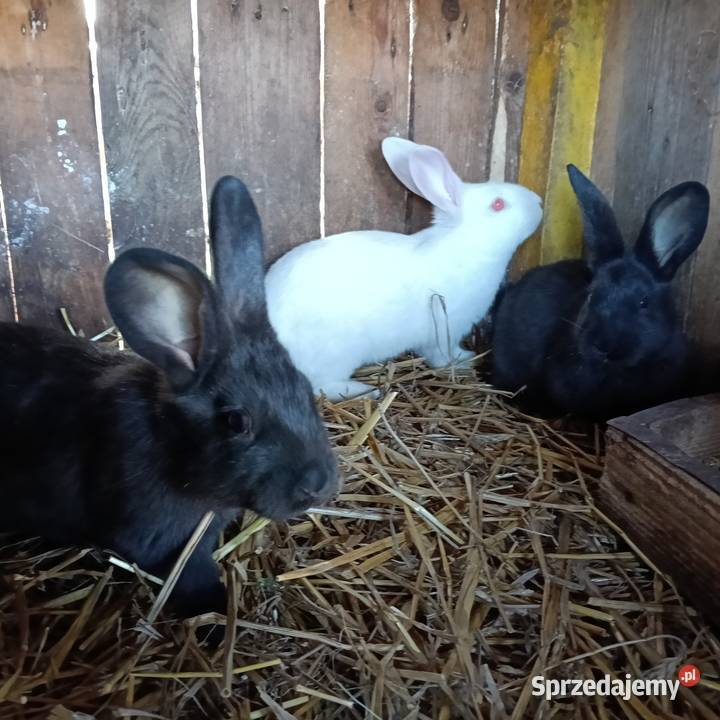 Królik Króliki Młode Jastrzębie-Zdrój