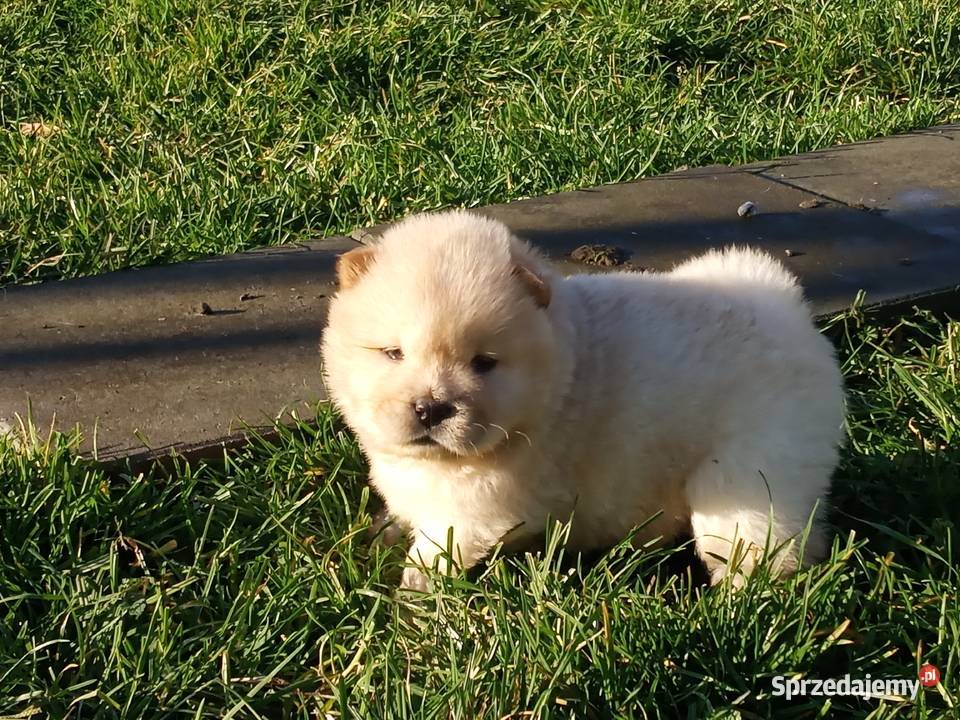 Chów chow szczeniaki Jasienica Dolna