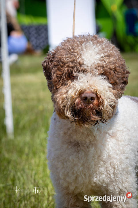 Lagotto romagnolo FCI zapowiedź miotu marzec kujawsko-pomorskie Rozgarty