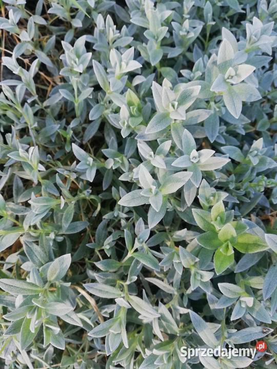 Rogownica kutnerowata szara roślina zadarniająca wielkopolskie Poznań