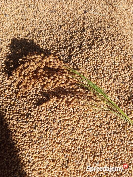 Proso zbiór 2025 Biała Podlaska