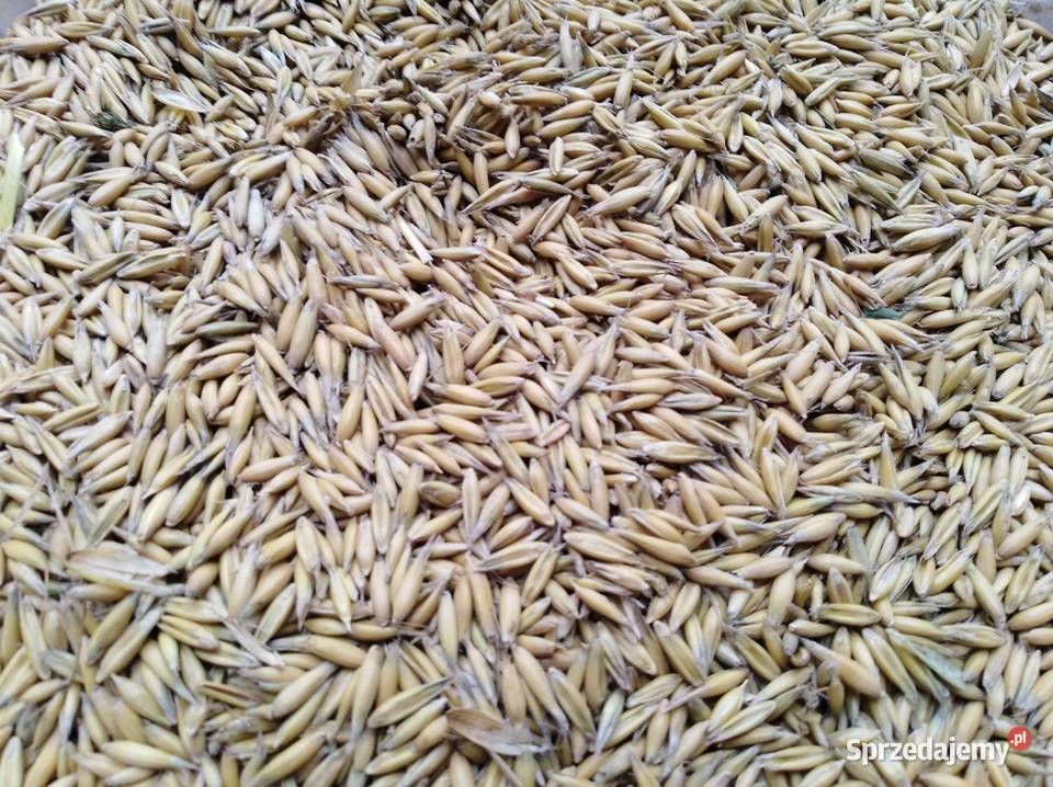 Sprzedam owies Rambo centrali zwykły Zbiór 2025 Zboża Wilkowa