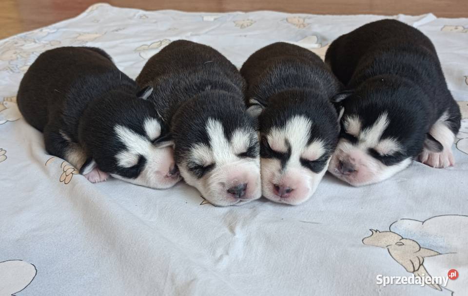 Szczeniaczki Siberian husky z elitarnym Krośniewice