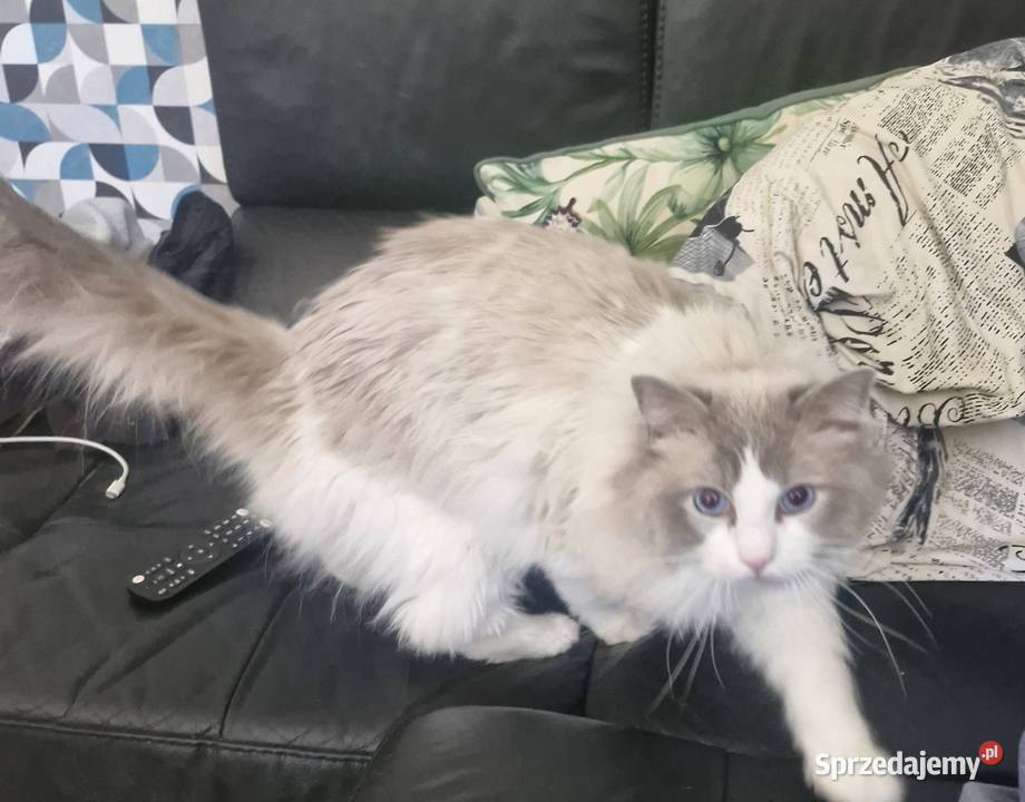 Parys Kot do Adopcji