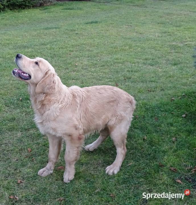 Golden retriever 6 miesięczne Przysucha