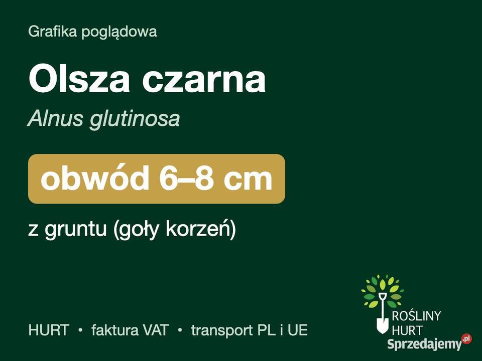 Olsza czarna Alnus glutinosa obwód 68 z gruntu