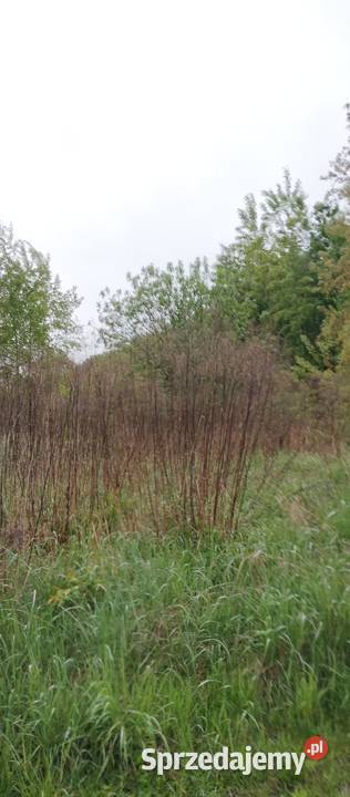 Sprzedam działkę 30 ar Sprzedaż