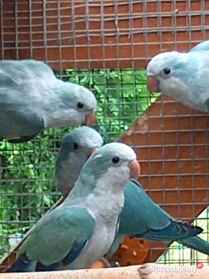 Papugi zmienią wolierę Pilawa