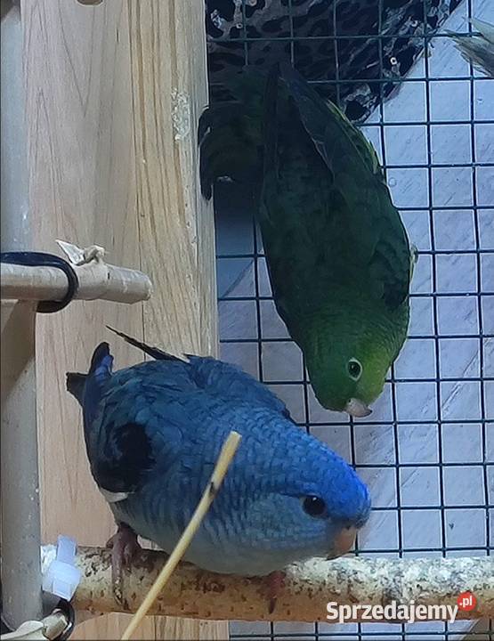 Papużki stokówki katarzynki ajmarki Gniewkowo sprzedam