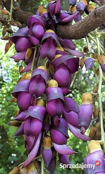 MUCUNA BRACTEATA  Mucuna bracteata NASIONA 100g Lubanie