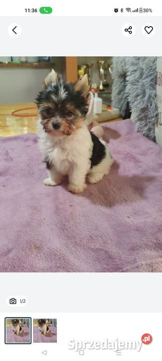 Dee Dee piękna suczka Yorkshire terrier Biewer Bochnia