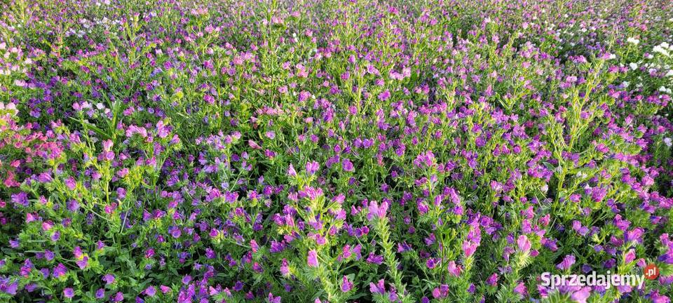 żmijowiec grecki jednoroczny roślina miododajna Przybysławice