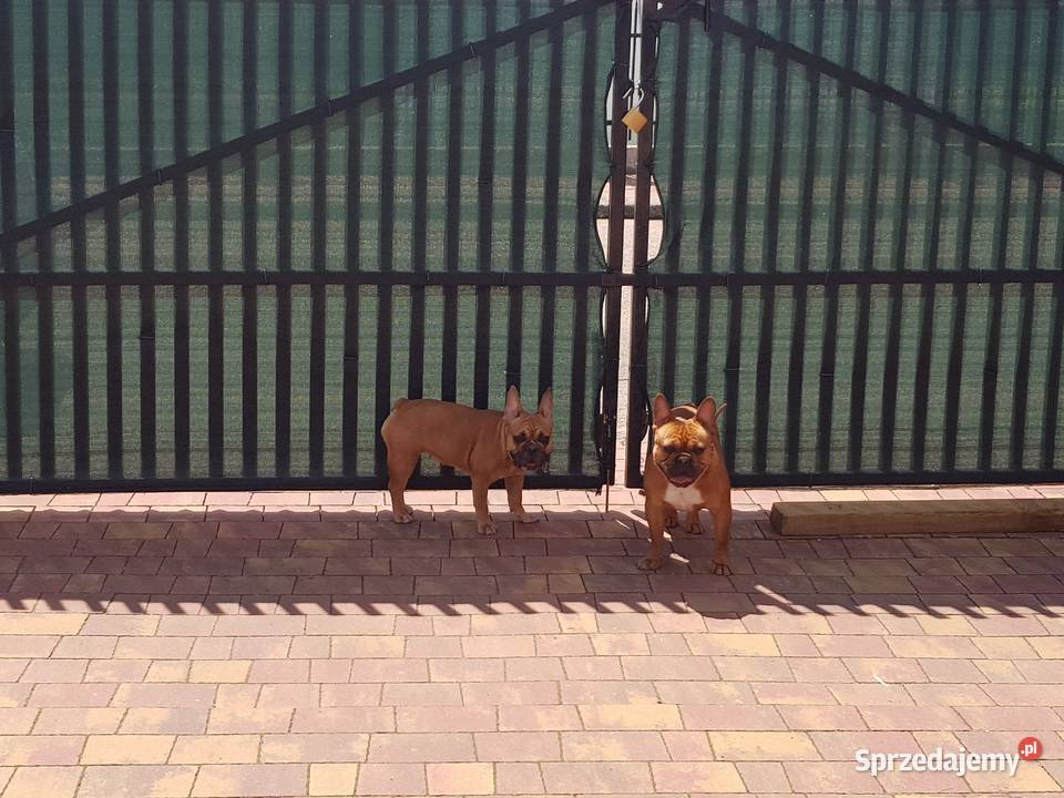Buldog francuski reproduktor krycie Płońsk