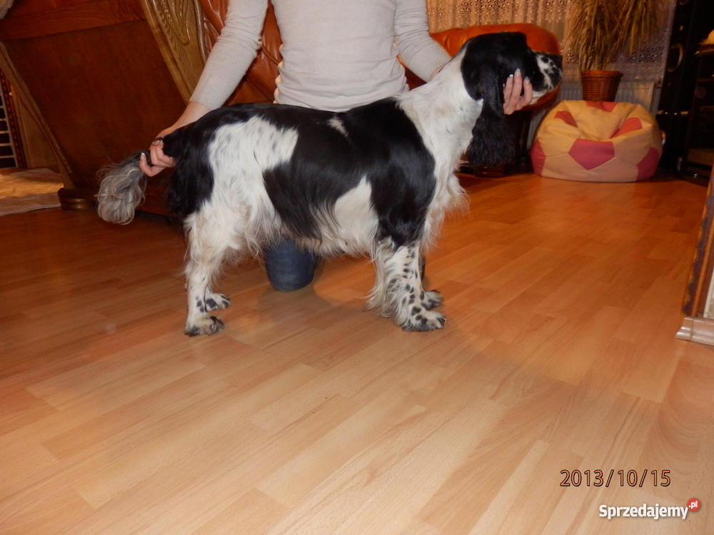 Springer Spaniel Angielski wielkopolskie Ostrów Wielkopolski