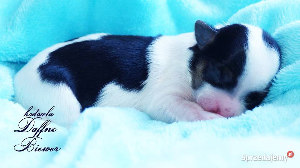 York Biewer Yorkshire Terrier Tychy