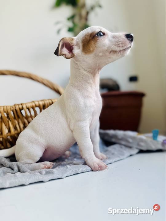 Urocza sunia Jack Russell Terrier Rodowód Poznań