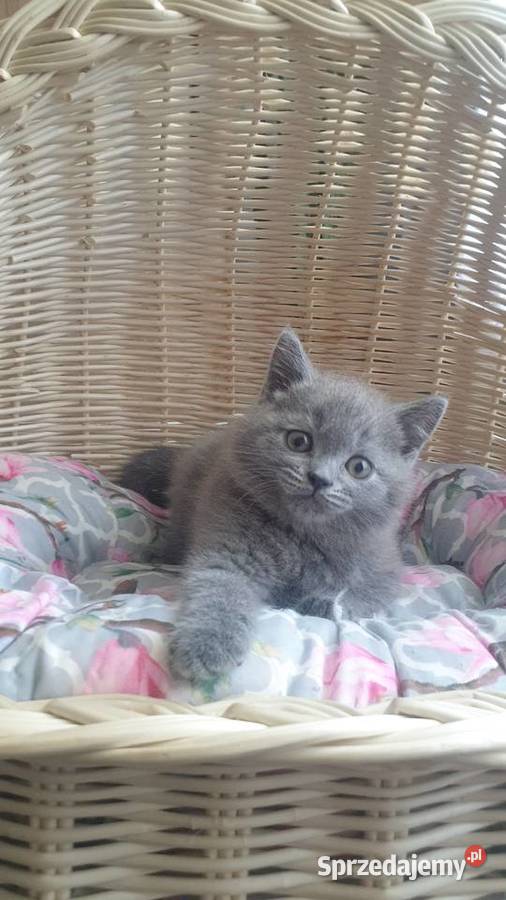 Kocurek Szkocki niebieski prostouchy Katowice