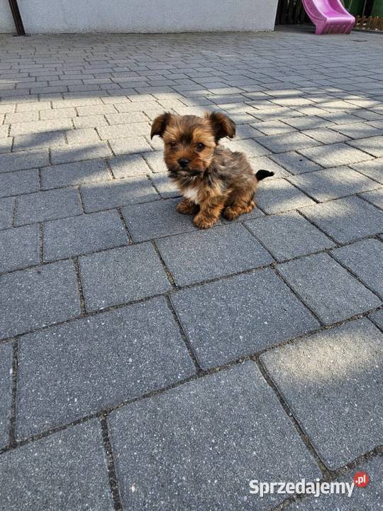 York terrier chłopczyk