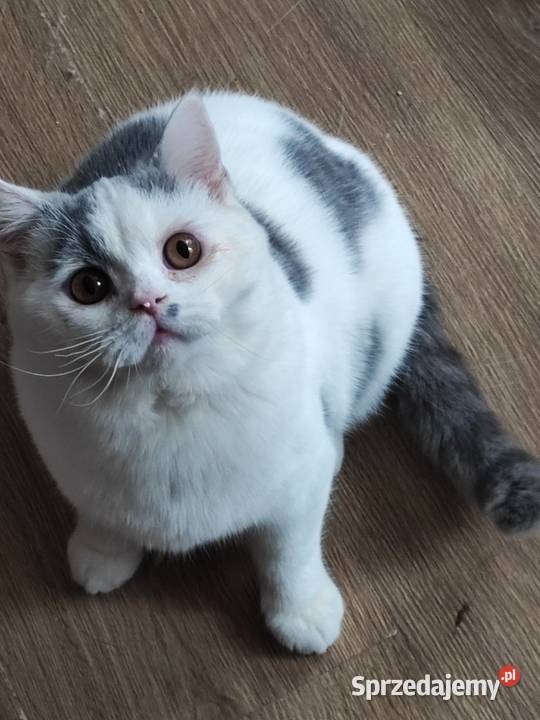 Prześliczny niebieski arlekin szuka nowego domu Warszawa