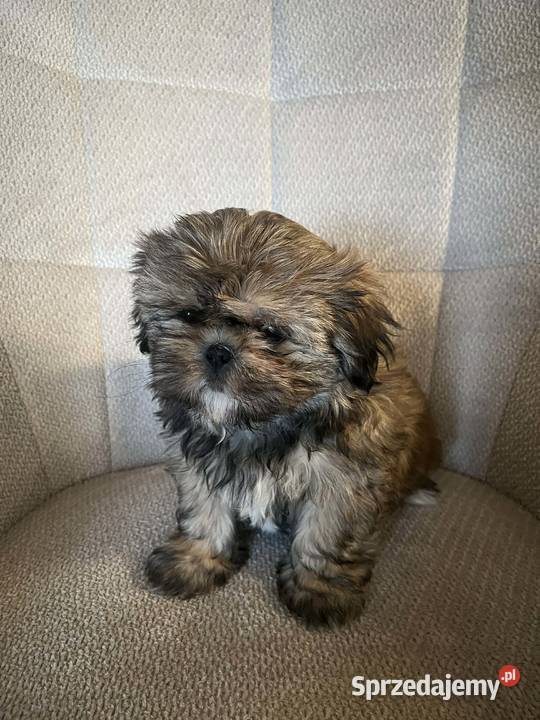 Szczeniak Shih tzu Zamość
