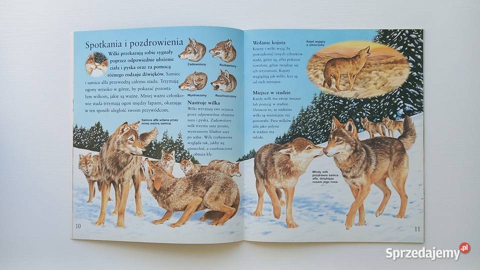 Edukacja przyroda O wilkach i dzikich psach Moja Kraków