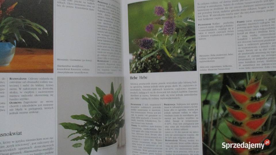 Kwiaty w mieszkaniuNasza przyrodaLeksykon roslin przyroda, krajobrazy Łódź