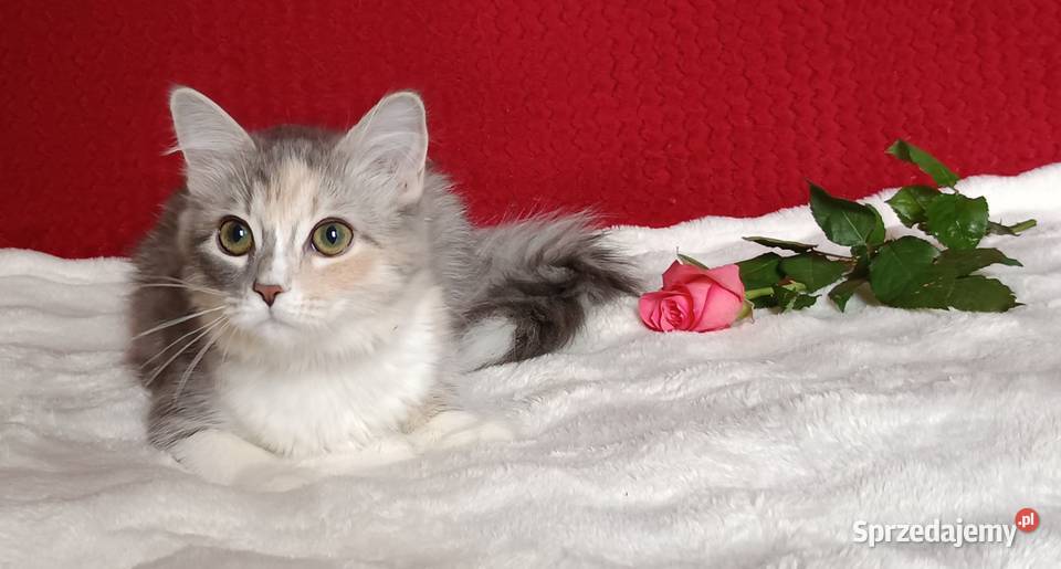 Koty Syberyjskie MAGIA ZKolakowegoDomu Syberyjski Kwilcz sprzedam