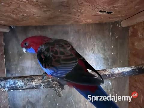 Rozella królewska samiec sprzedam zamienie Ptaki Myszków sprzedam