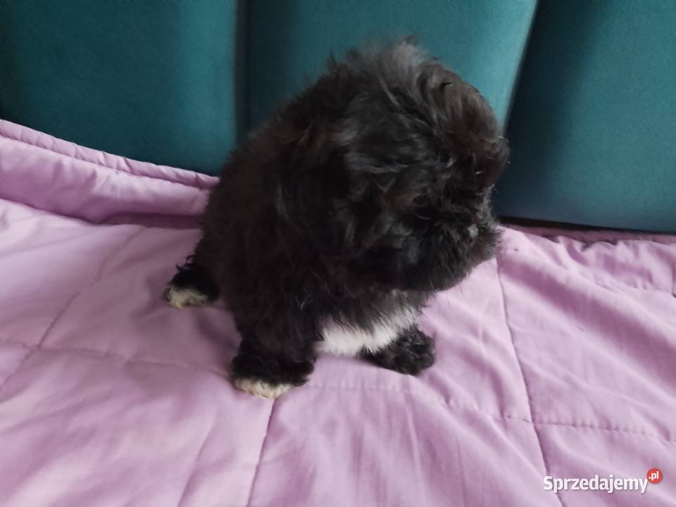 Piesek Shih Tzu z rodowodem Shih Tzu