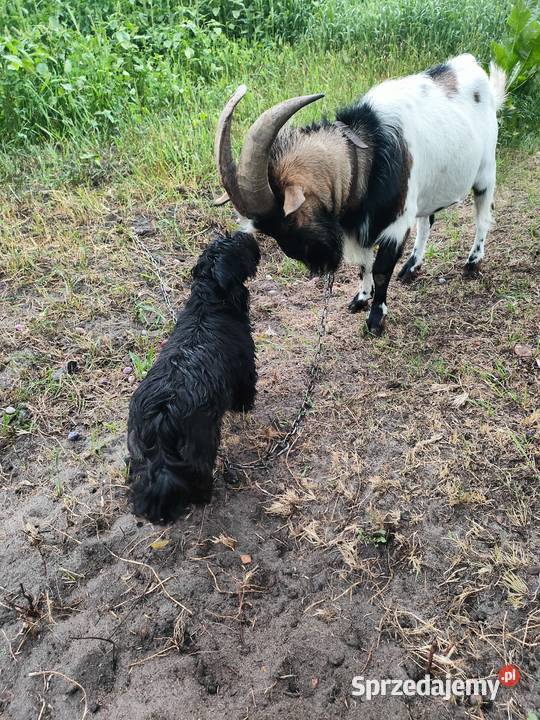Koziołek cap miniatura Folsztyn