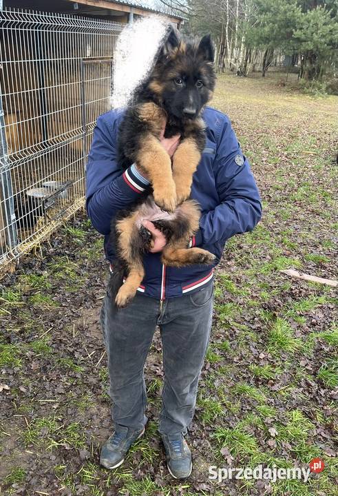 owczarek niemiecki Michałów sprzedam