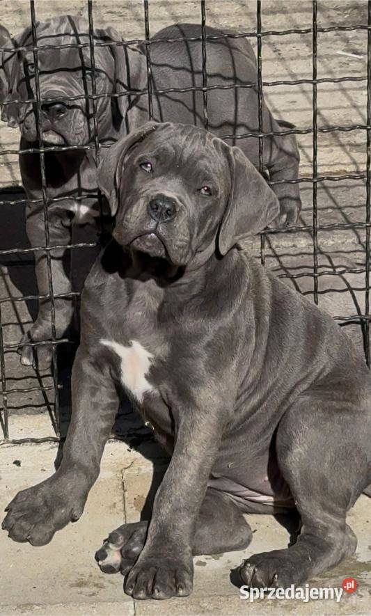 Cane Corso Szczenięta Lamk sprzedam