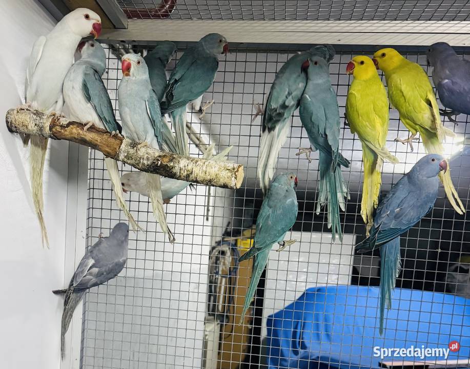 Papuga Papugi Aleksandretty Aleksandretta Warszawa