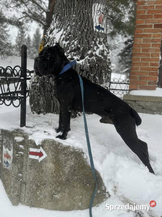 Czarna suczka Cane Corso ZKwPFCI