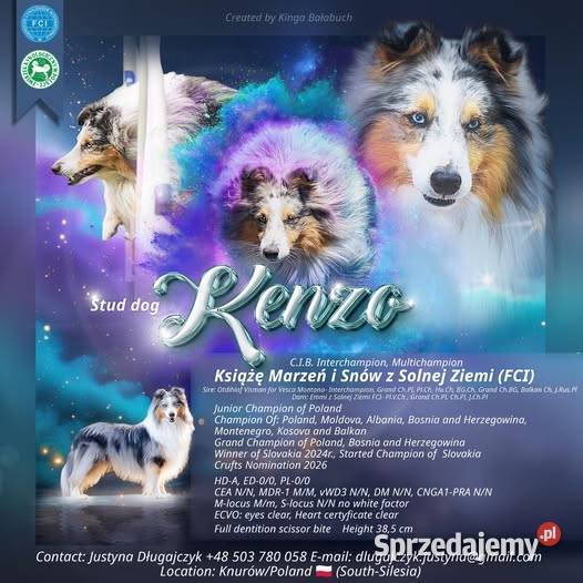 Owczarek szetlandzki szczenię na sprzedaż śląskie sprzedam