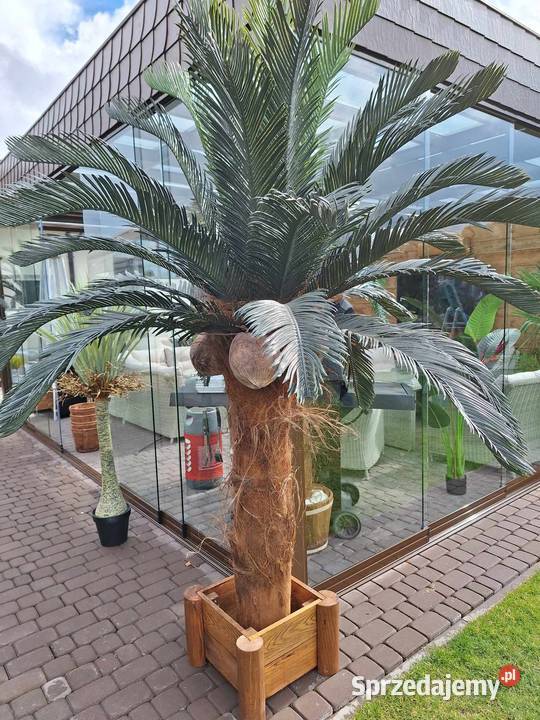 Palma Cykas Sagowiec 23m mrozoodporna palma