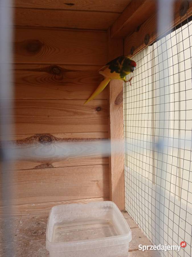 Papugi kozy mondrolotki mazowieckie Goździk sprzedam