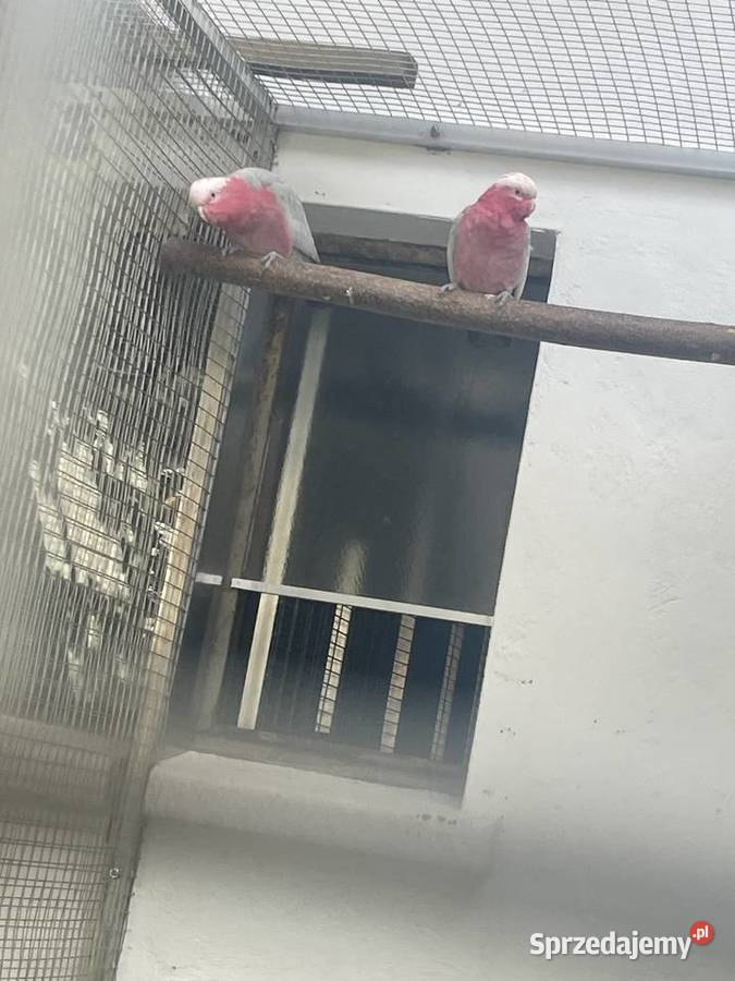 Kakadu rozowe samiczka 062025 Stęszew