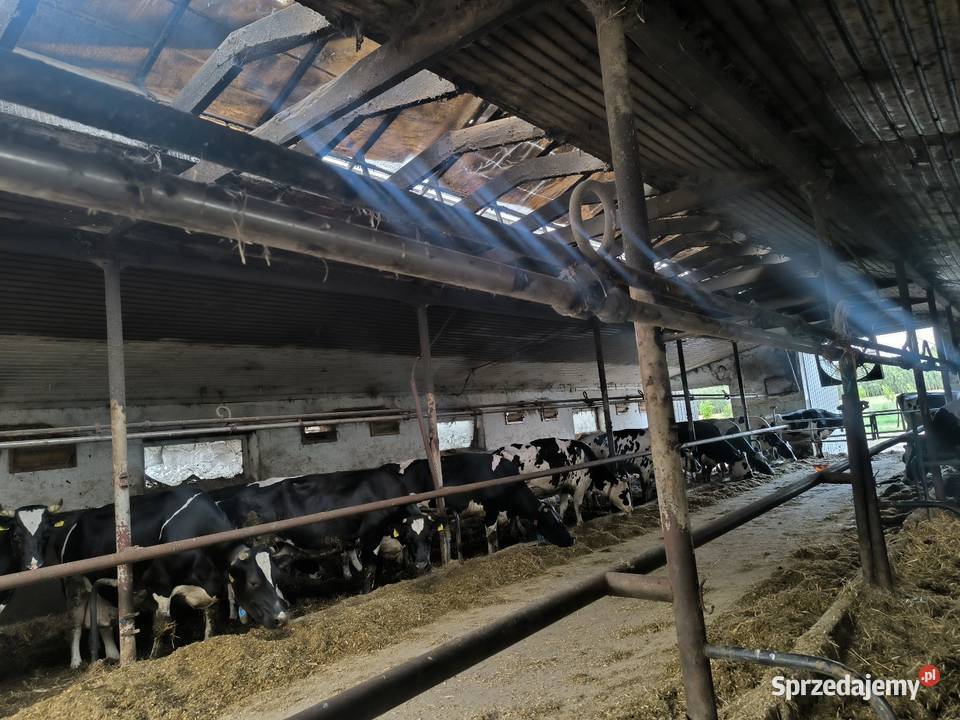 Dojarka przewodowa 8 aparatów delaval gea