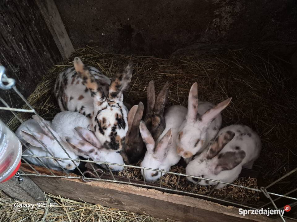 Króliki rex trójbarwny podkarpackie Dylągowa
